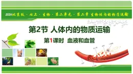 2.2.2 人體內(nèi)的物質(zhì)運輸 第1課時 血液和血管（教材課件）-2025-2026學(xué)年七年級生物上冊（北京版2024）