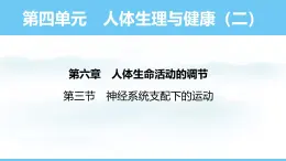 人教版（2024）八年級(jí)生物上冊(cè)課件 第四單元 第六章 第三節(jié) 神經(jīng)系統(tǒng)支配下的運(yùn)動(dòng)