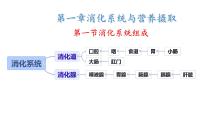 生物消化系统的组成备课课件ppt