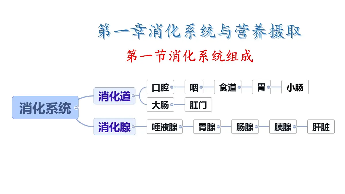 初中 生物 冀少版(2024) 七年级下册3.1.1 消化系统的组成 课件第1页