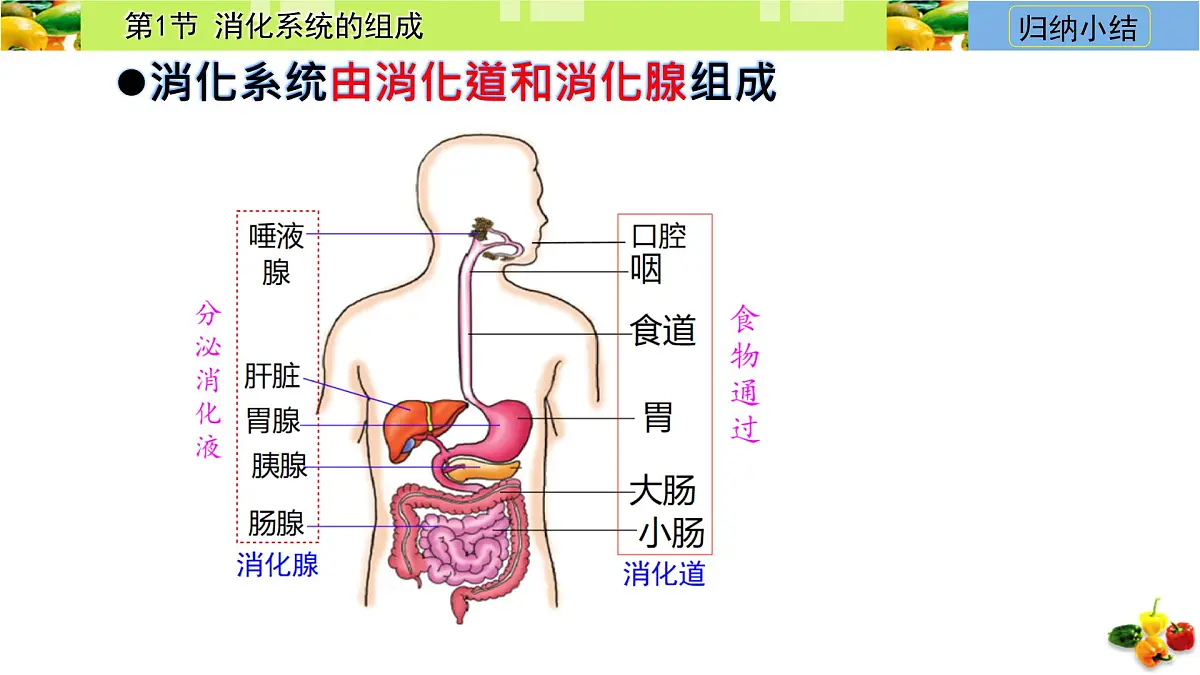初中 生物 冀少版(2024) 七年级下册3.1.1 消化系统的组成 课件第4页