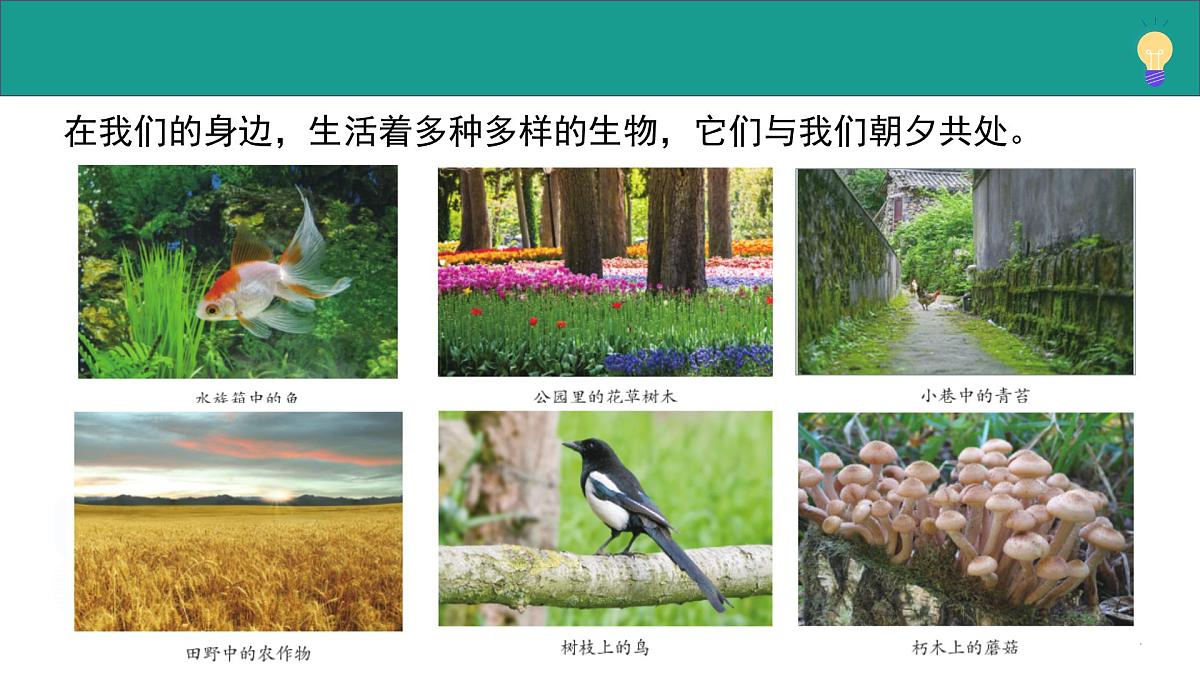 1.1.1 生物具有基本的生命特征(教学课件)-2025-2026学年七年级生物上册(济南版2024)第6页