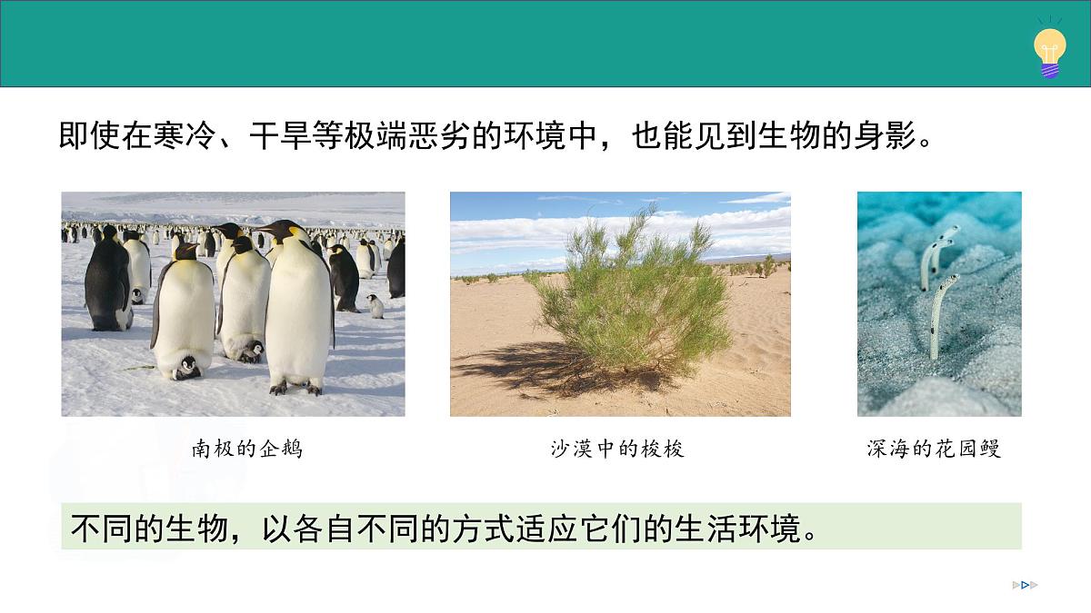 1.1.1 生物具有基本的生命特征(教学课件)-2025-2026学年七年级生物上册(济南版2024)第7页