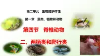 初中生物冀少版（2024）七年级上册（2024）两栖类和爬行类教案配套ppt课件