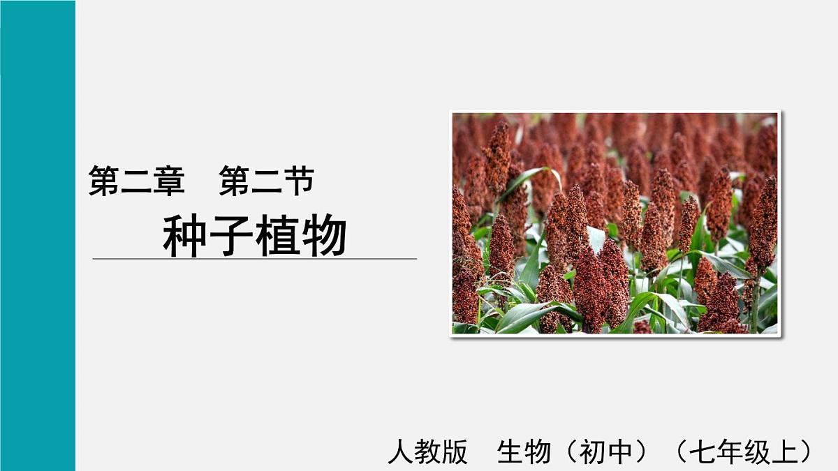 第二节 种子植物(课件)2025年人教版七年级生物上册第1页