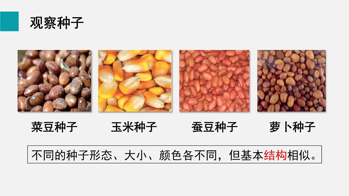 第二节 种子植物(课件)2025年人教版七年级生物上册第2页