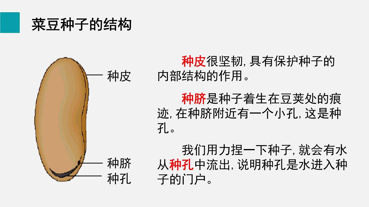 第二节 种子植物(课件)2025年人教版七年级生物上册第5页