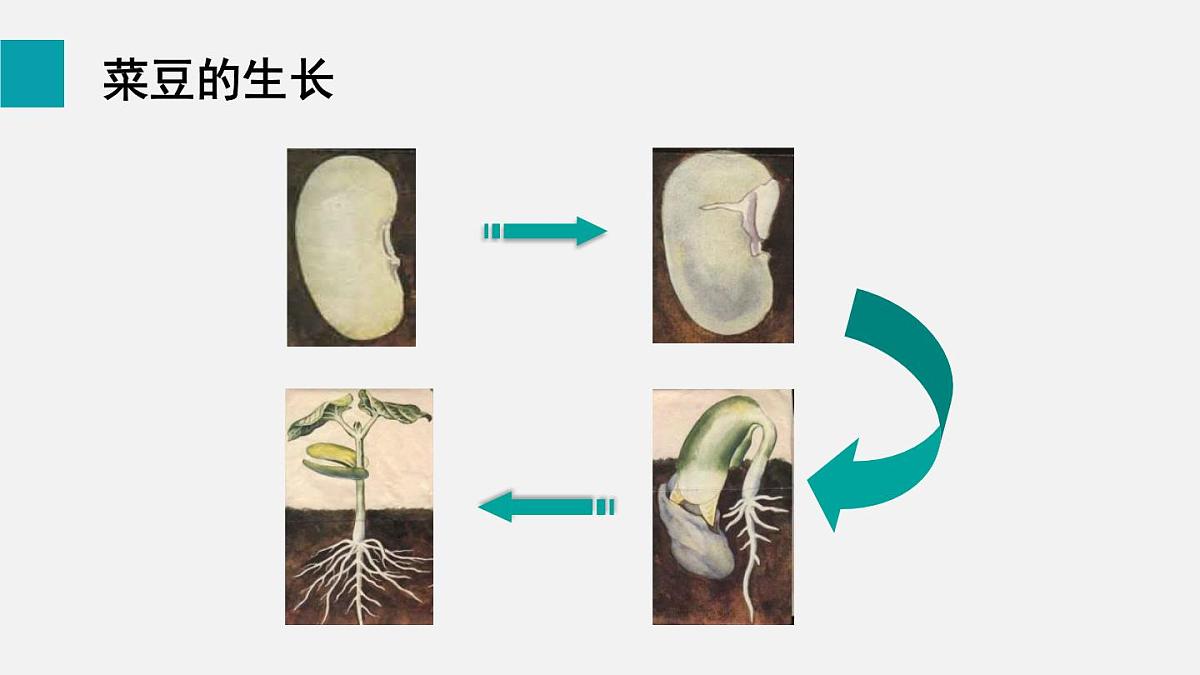 第二节 种子植物(课件)2025年人教版七年级生物上册第7页