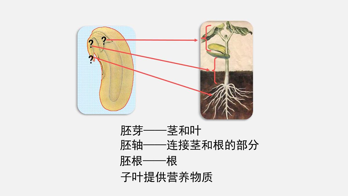 第二节 种子植物(课件)2025年人教版七年级生物上册第8页