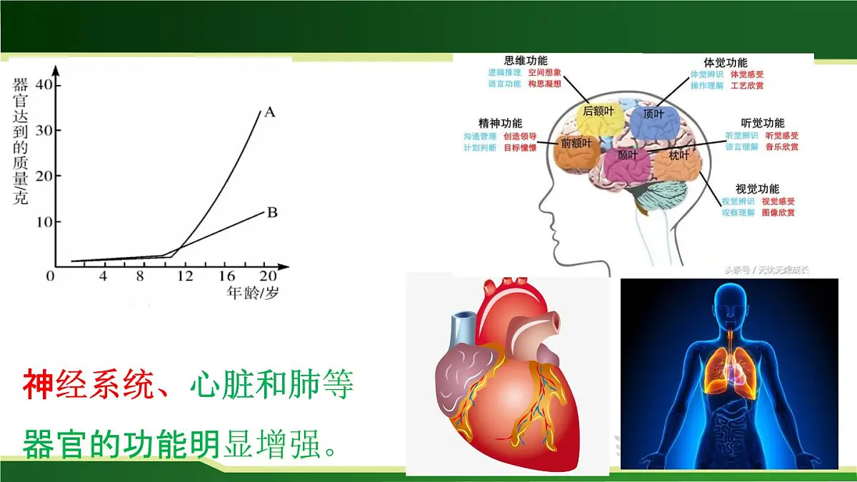 4.1.2青春期课件-人教版生物七年级下册第6页