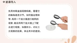 【核心素養(yǎng)目標】魯科版生物六年級上冊1.2.3《生物學中的常用工具》課件