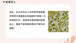 【核心素養(yǎng)目標】魯科版生物六年級上冊2.1.1《植物細胞》課件