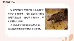 【核心素養(yǎng)目標】魯科版生物六年級上冊1.1.1《生物的共同特征》課件