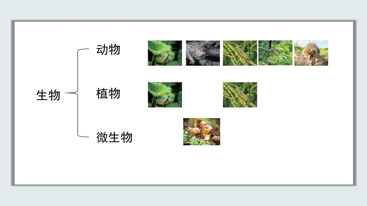 【核心素养目标】北京版初中生物七年级上册1.1.1《生物的特征》课件第6页