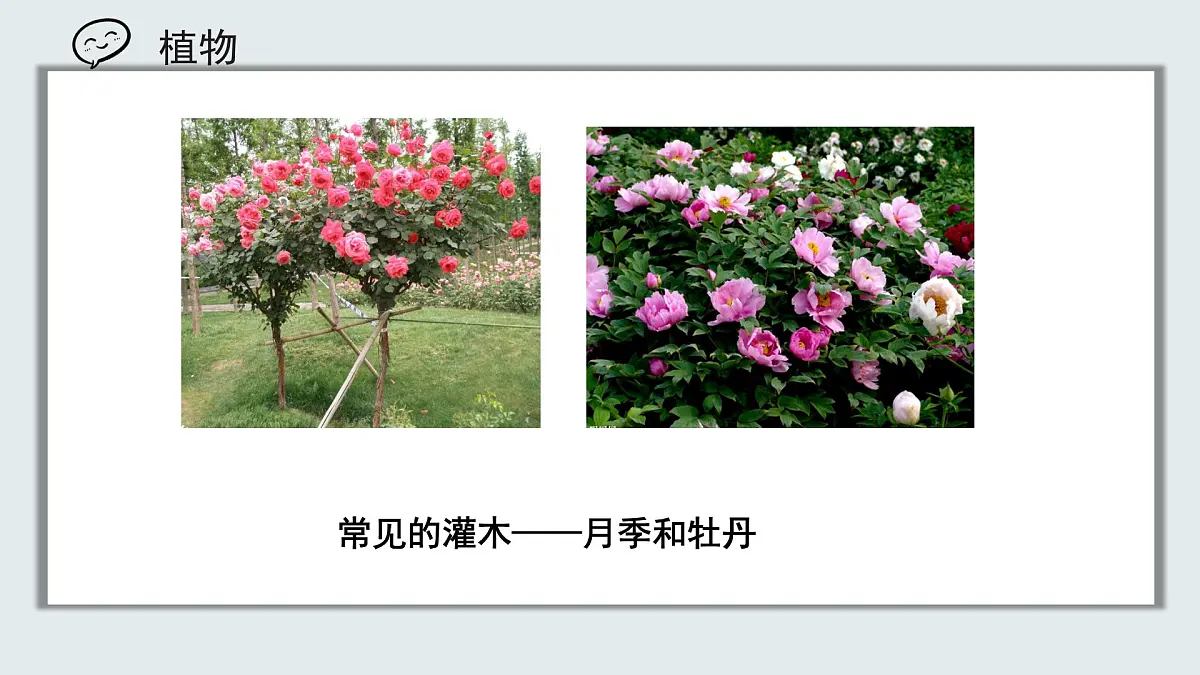 【核心素养目标】北京版初中生物七年级上册1.1.1《生物的特征》课件第7页