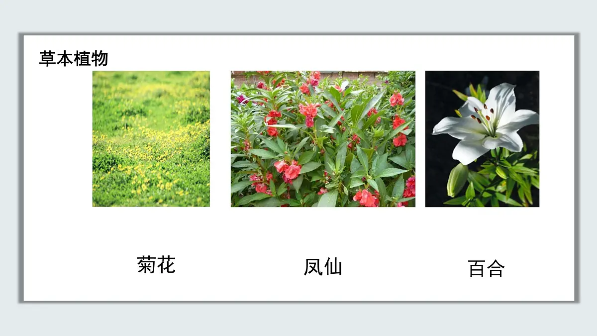 【核心素养目标】北京版初中生物七年级上册1.1.1《生物的特征》课件第8页