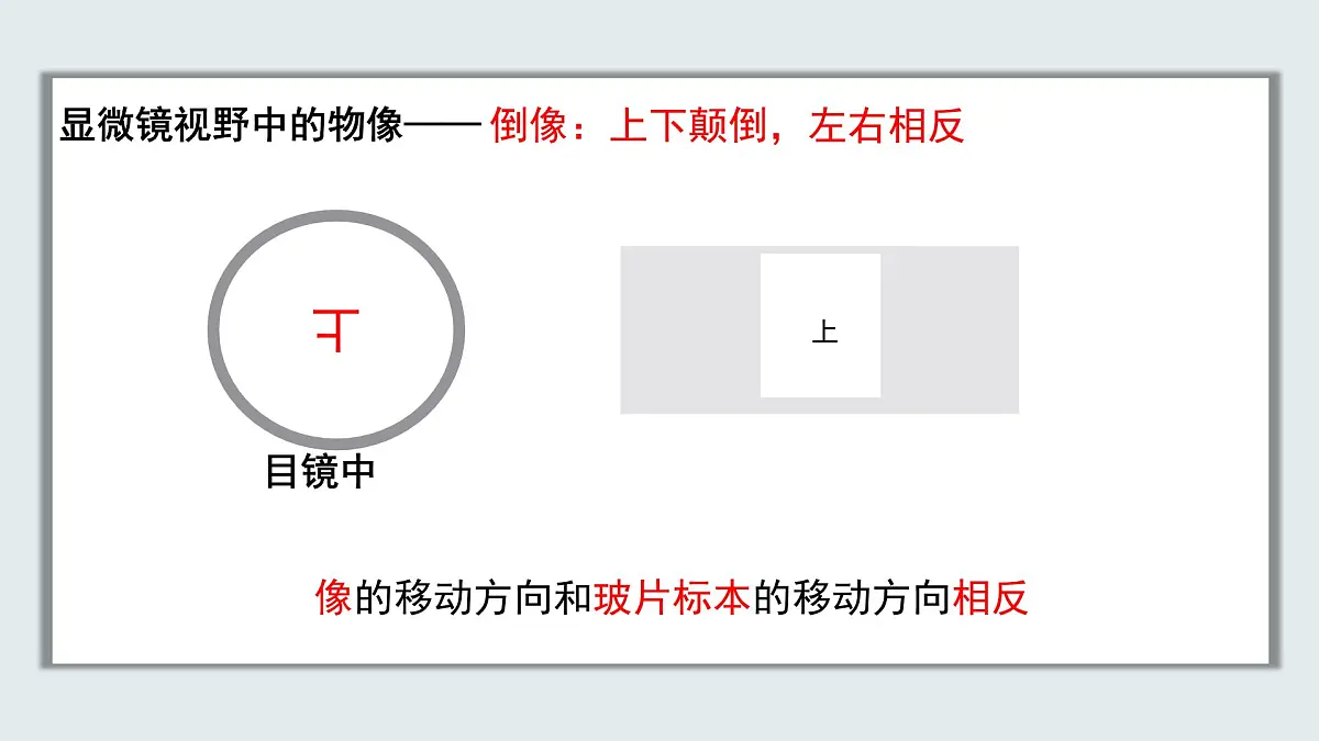 【核心素养目标】北京版初中生物七年级上册1.2.1《细胞》课件第7页