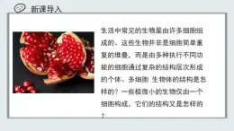 【核心素養(yǎng)目標(biāo)】北京版初中生物七年級上冊1.2.2《生物體的結(jié)構(gòu)層次》課件