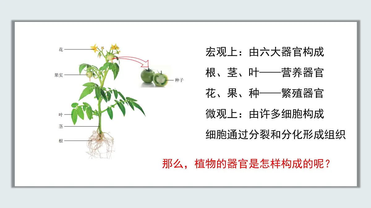 【核心素养目标】北京版初中生物七年级上册1.2.2《生物体的结构层次》课件第5页
