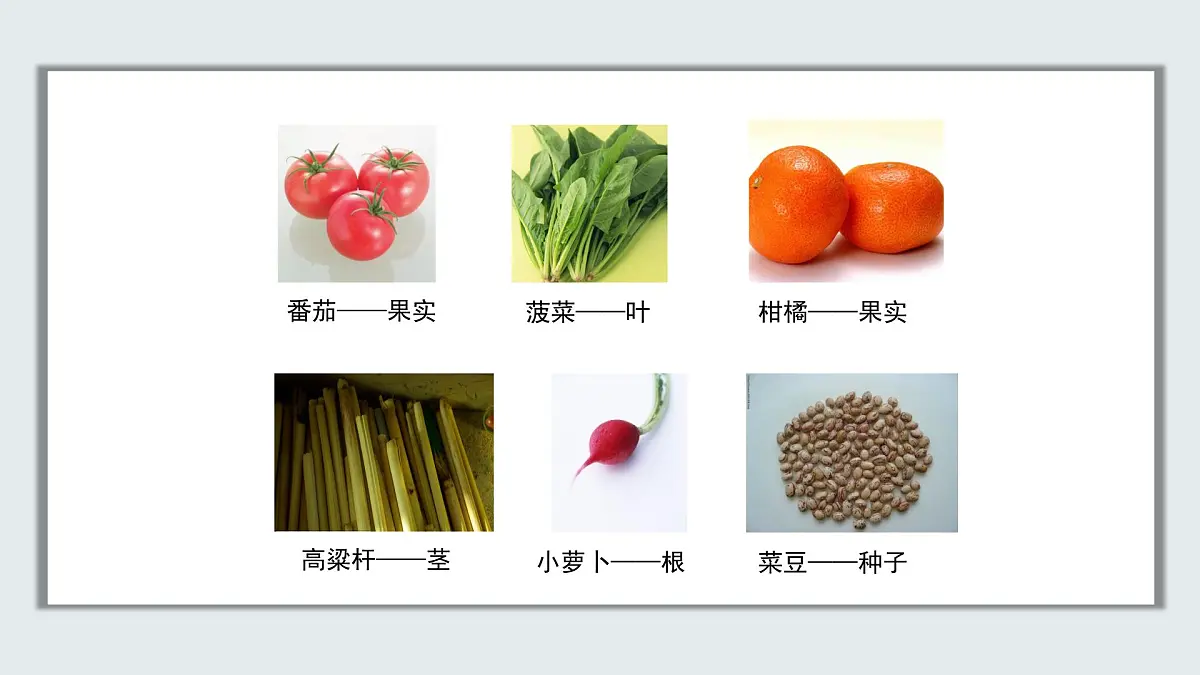 【核心素养目标】北京版初中生物七年级上册1.2.2《生物体的结构层次》课件第6页