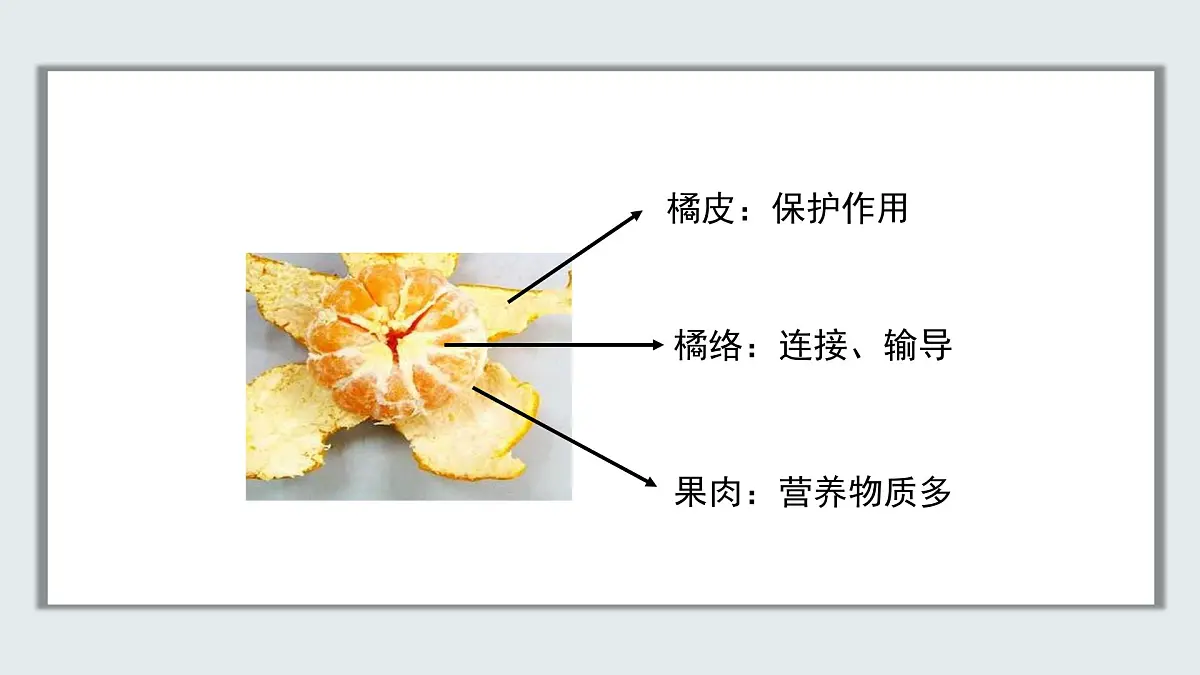 【核心素养目标】北京版初中生物七年级上册1.2.2《生物体的结构层次》课件第8页