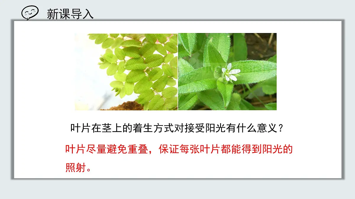 【核心素养目标】北京版初中生物七年级上册2.1.2《植物的光合作用》课件第1页