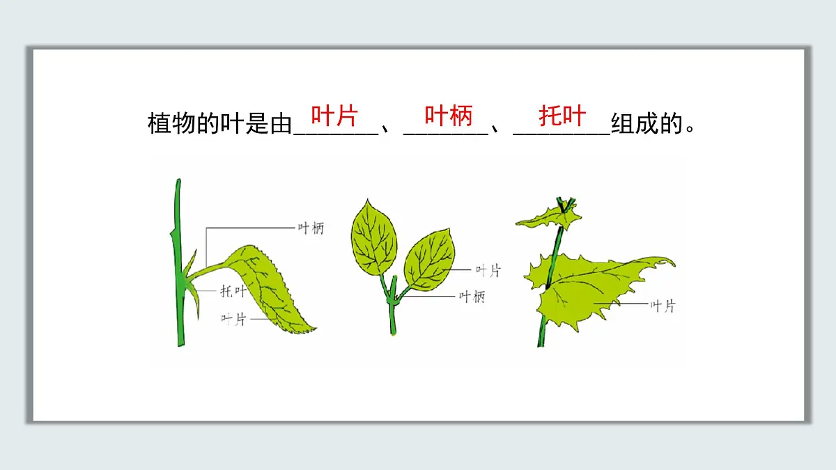【核心素养目标】北京版初中生物七年级上册2.1.2《植物的光合作用》课件第6页
