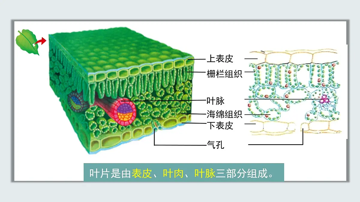 【核心素养目标】北京版初中生物七年级上册2.1.2《植物的光合作用》课件第7页