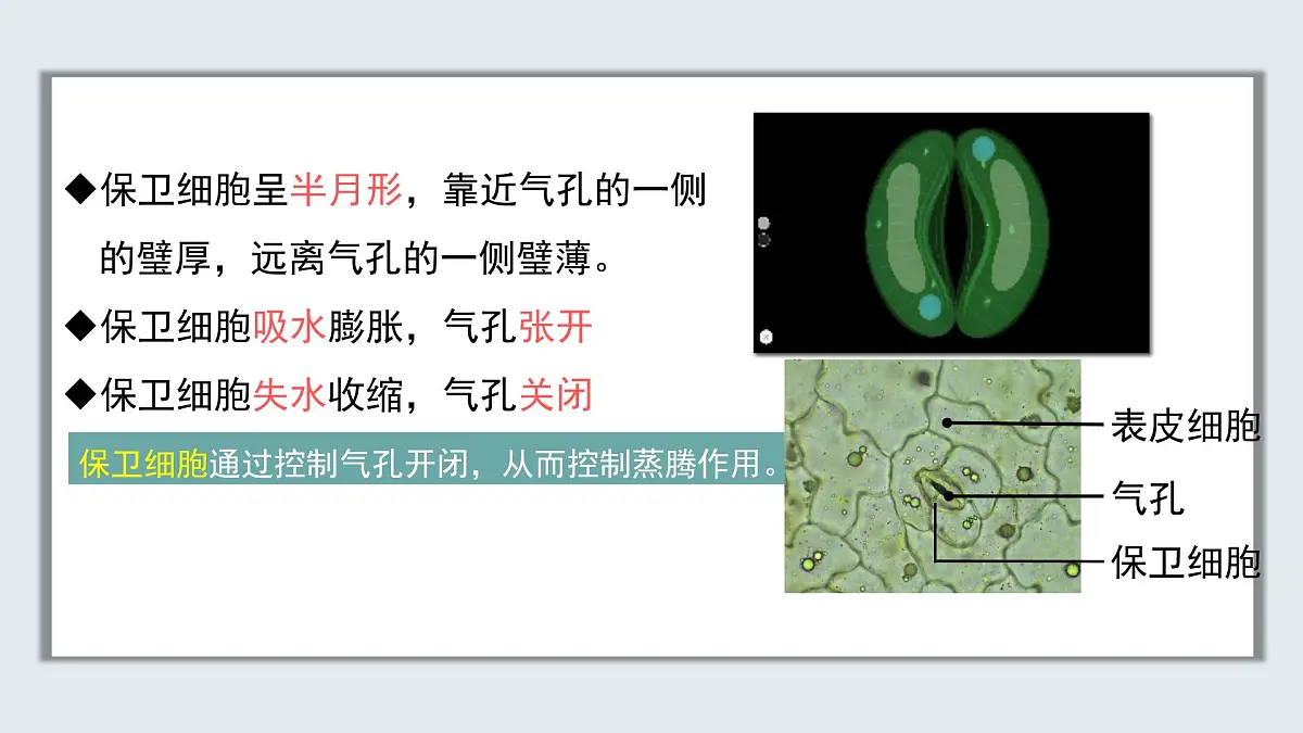 【核心素养目标】北京版初中生物七年级上册2.1.2《植物的光合作用》课件第8页