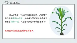 【核心素養(yǎng)目標(biāo)】北京版初中生物七年級上冊2.2.1《植物體內(nèi)的物質(zhì)運輸》課件