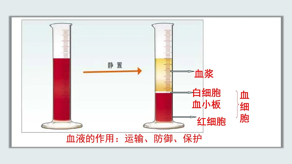 【核心素养目标】北京版初中生物七年级上册2.2.2《人体内的物质运输》课件第6页
