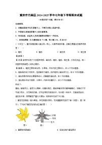 重庆市巴南区2024-2025学年七年级下学期期末生物试卷（解析版）