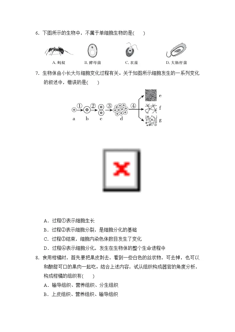 2024-2025学年七年级生物上册第一学期 期中综合模拟测试卷(冀少版)第2页