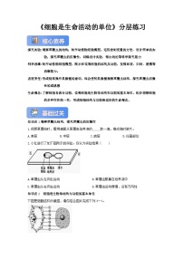 北师大版（2024）七年级上册（2024）细胞是生命活动的单位优秀课时练习