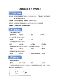 冀少版（2024）七年级上册（2024）细胞的形态精品复习练习题