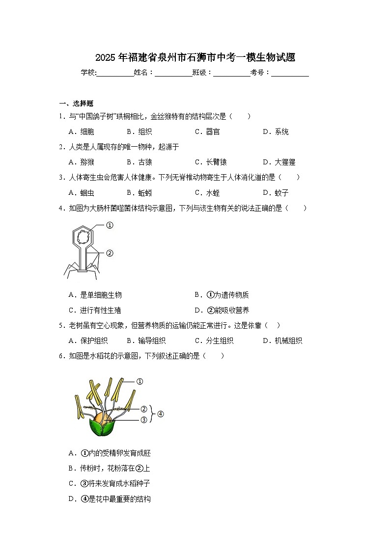 2025年福建省泉州市石狮市中考一模生物试题(附答案解析)第1页