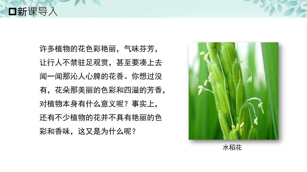 【核心素养目标】北京版初中生物八年级上册4.1.1《绿色开花植物的生殖和发育·》课件第1页