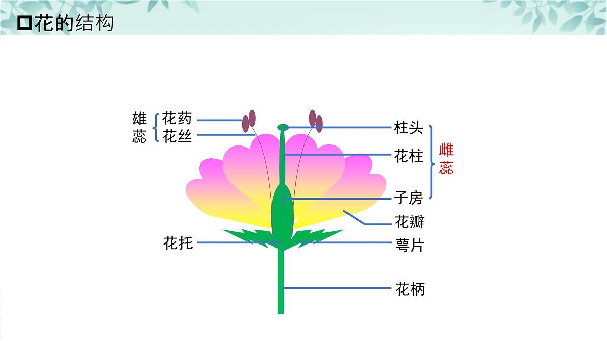 【核心素养目标】北京版初中生物八年级上册4.1.1《绿色开花植物的生殖和发育·》课件第5页