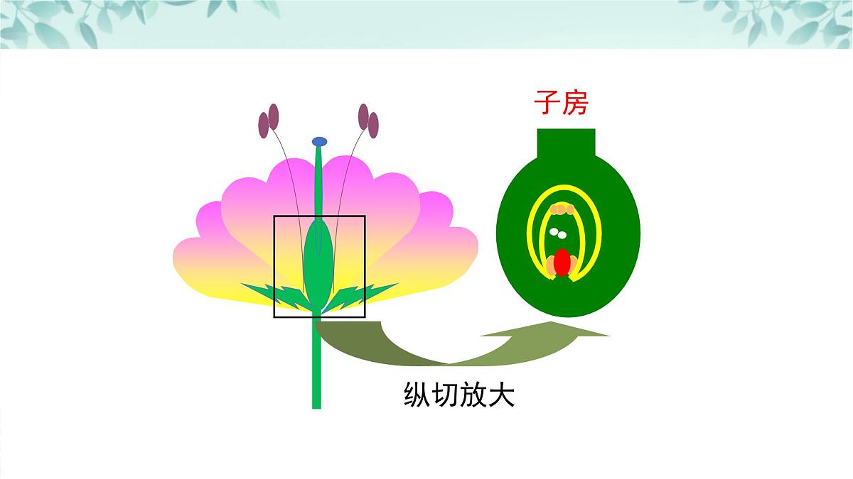 【核心素养目标】北京版初中生物八年级上册4.1.1《绿色开花植物的生殖和发育·》课件第6页
