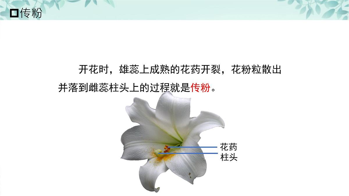 【核心素养目标】北京版初中生物八年级上册4.1.1《绿色开花植物的生殖和发育·》课件第7页