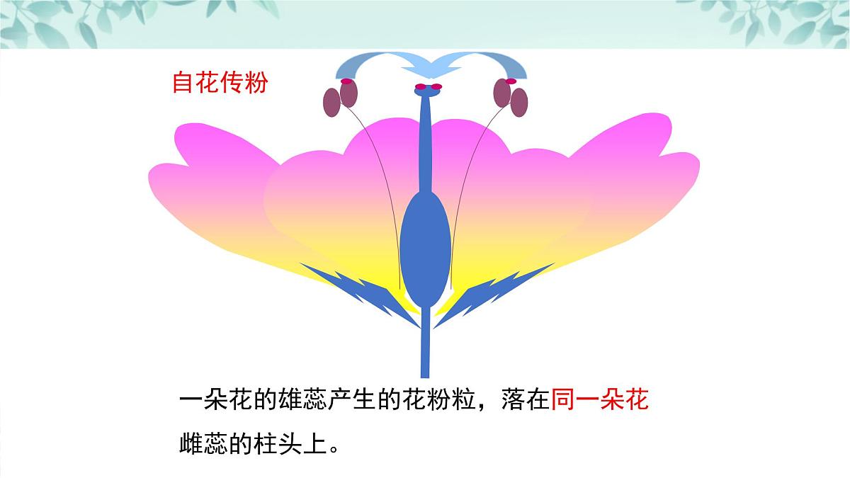 【核心素养目标】北京版初中生物八年级上册4.1.1《绿色开花植物的生殖和发育·》课件第8页