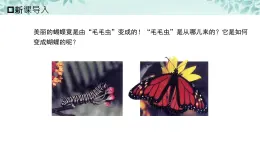 【核心素养目标】北京版初中生物八年级上册4.1.3《动物的生殖和发育》课件