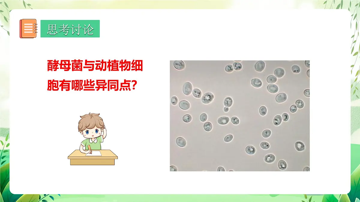 冀少版(2024)生物七上2.2.3 真菌 课件第6页
