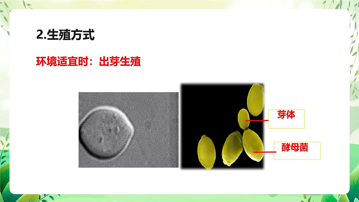 冀少版(2024)生物七上2.2.3 真菌 课件第8页