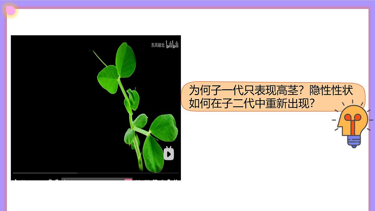 16.3《性状遗传有一定的规律性》 课件第4页