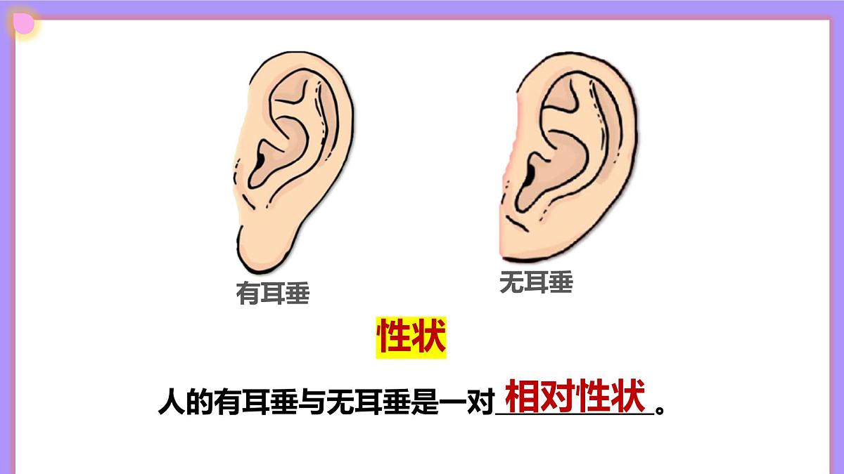 16.3《性状遗传有一定的规律性》 课件第6页