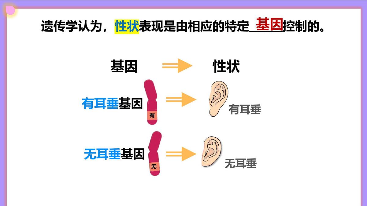 16.3《性状遗传有一定的规律性》 课件第7页