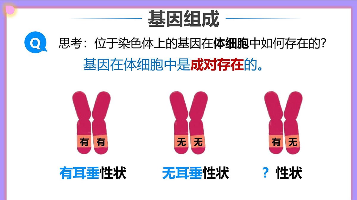 16.3《性状遗传有一定的规律性》 课件第8页