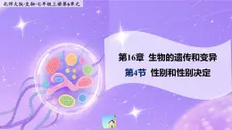 16.4《性別和性別決定》 課件+教案