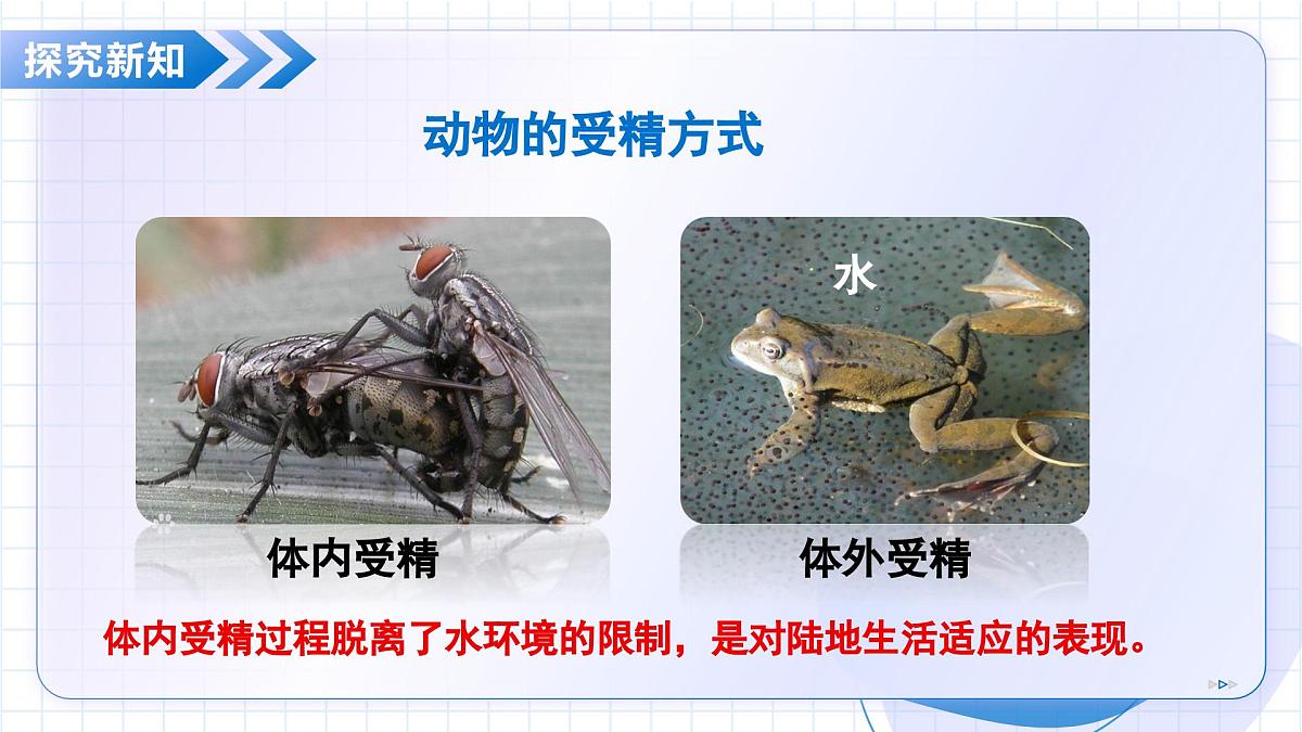 北京版生物八年级上册 4.1.4 生物生殖的多种方式 教学课件第6页